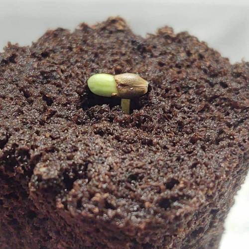 Purple Lemonade by FastBuds - AutoPot . Week 0