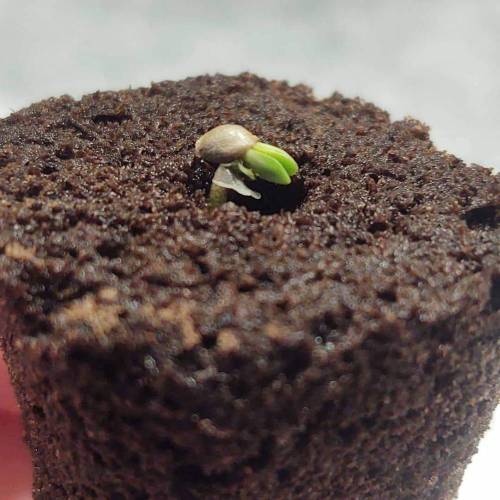 Purple Lemonade by FastBuds - AutoPot . Week 0 - Hello, friend :)