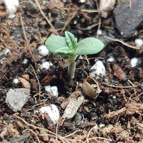 Purple Lemonade by FastBuds - AutoPot . Week 1 - Surgery went well :)