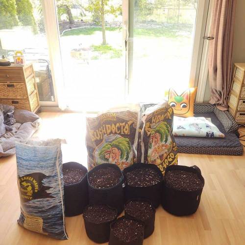 Purple Lemonade by FastBuds - AutoPot . Week 1 - Prep work. These will go into the 5gal