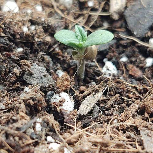 Purple Lemonade by FastBuds - AutoPot . Week 1