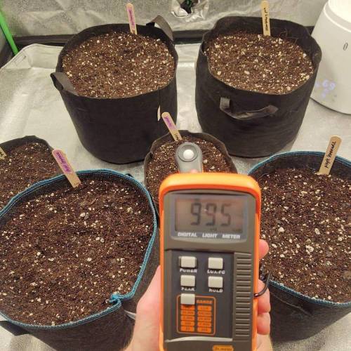 Purple Lemonade by FastBuds - AutoPot . Week 1 - I like around 10k lux for auto seedlings