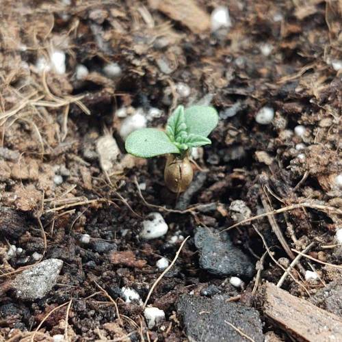 Purple Lemonade by FastBuds - AutoPot . Week 1 - She needs a little help