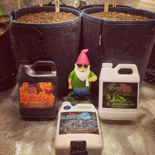 Purple Lemonade by FastBuds - AutoPot . Week 1 - Diablo Nutrients 