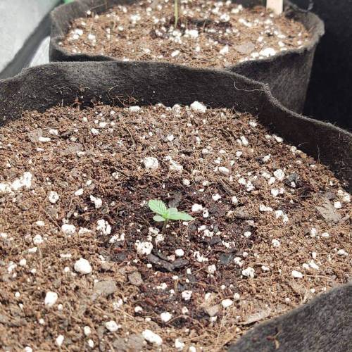 Purple Lemonade by FastBuds - AutoPot . Week 1 - First meal