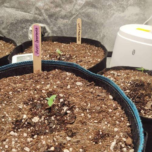 Purple Lemonade by FastBuds - AutoPot . Week 1 - :)