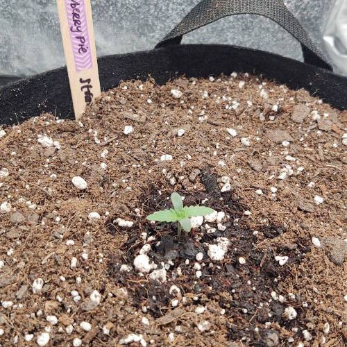 Strawberry Pie by FastBuds - AutoPot. Week 1 - First meal :)