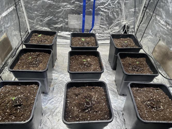 First Auto since 2019 - Tangiematic. Week 0