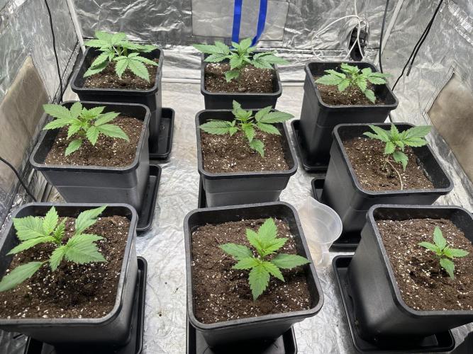 First Auto since 2019 - Tangiematic. Week 1