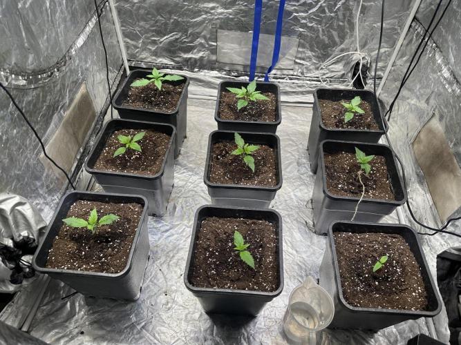 First Auto since 2019 - Tangiematic. Week 1