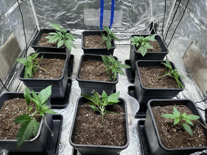 First Auto since 2019 - Tangiematic. Week 1