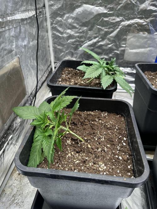 First Auto since 2019 - Tangiematic. Week 1
