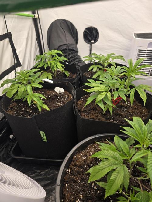 Auto Moon Rock. Week 2