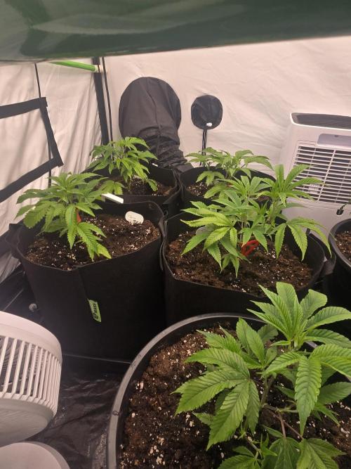 Auto Moon Rock. Week 2