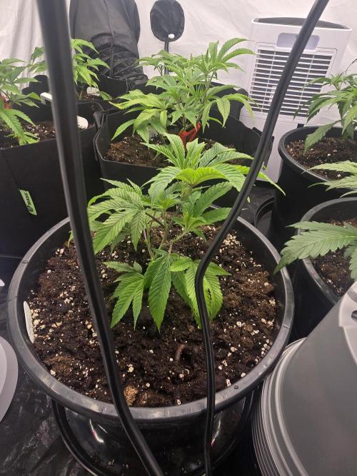 Auto Moon Rock. Week 2