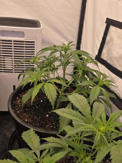 Auto Moon Rock. Week 2