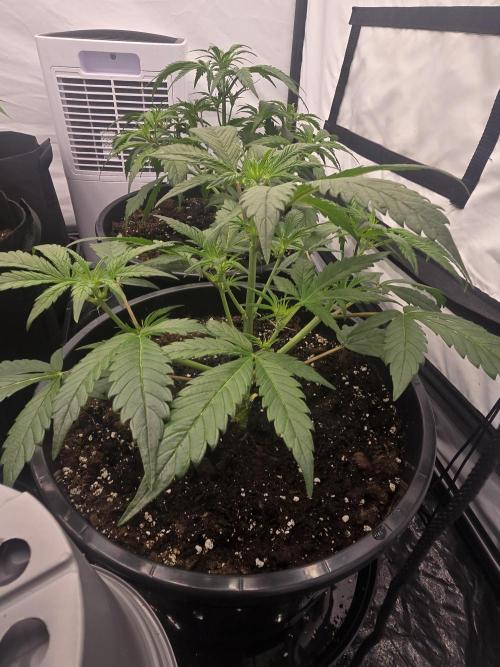 Auto Moon Rock. Week 2