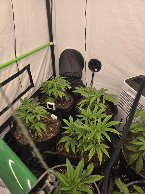 Auto Moon Rock. Week 4