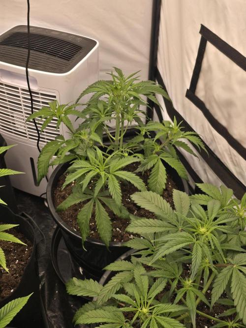 Auto Moon Rock. Week 4