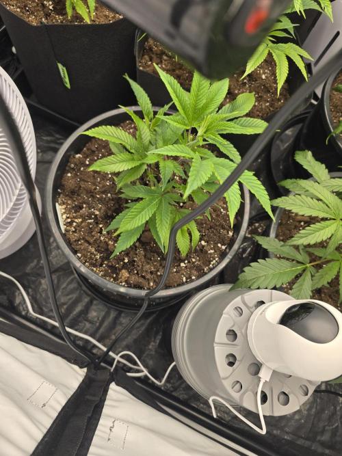 Auto Moon Rock. Week 4