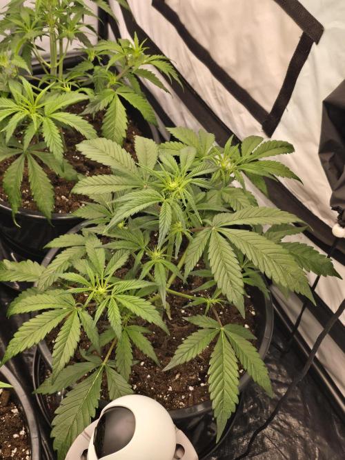 Auto Moon Rock. Week 4