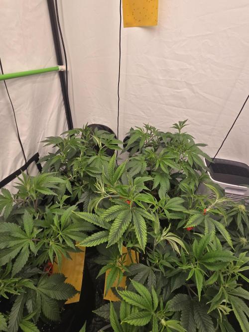 Auto Moon Rock. Week 5