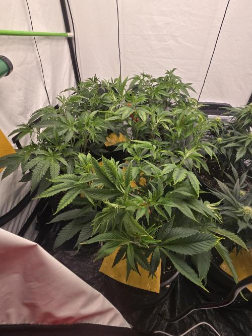 Auto Moon Rock. Week 5