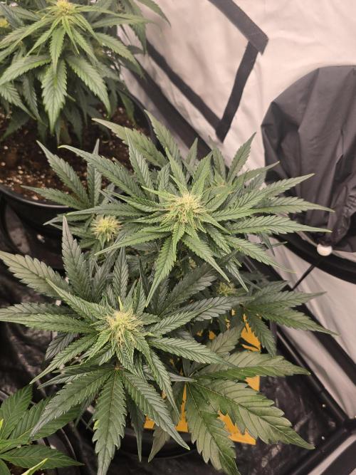 Auto Moon Rock. Week 5