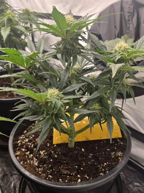 Auto Moon Rock. Week 5