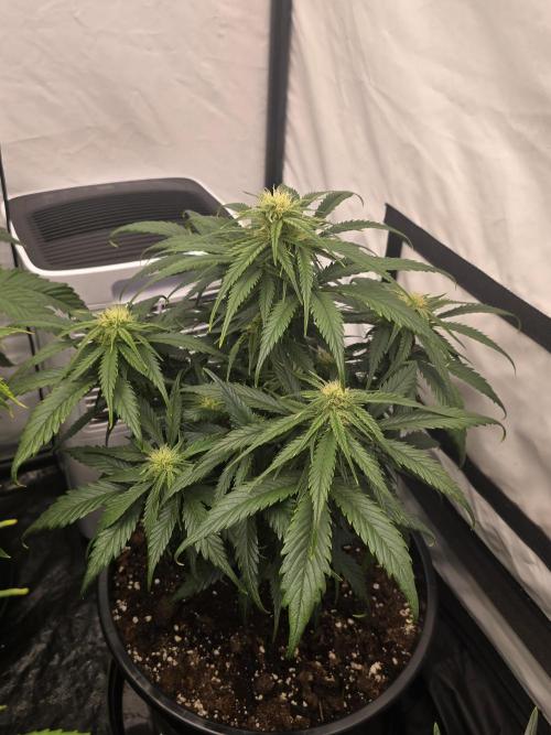 Auto Moon Rock. Week 5