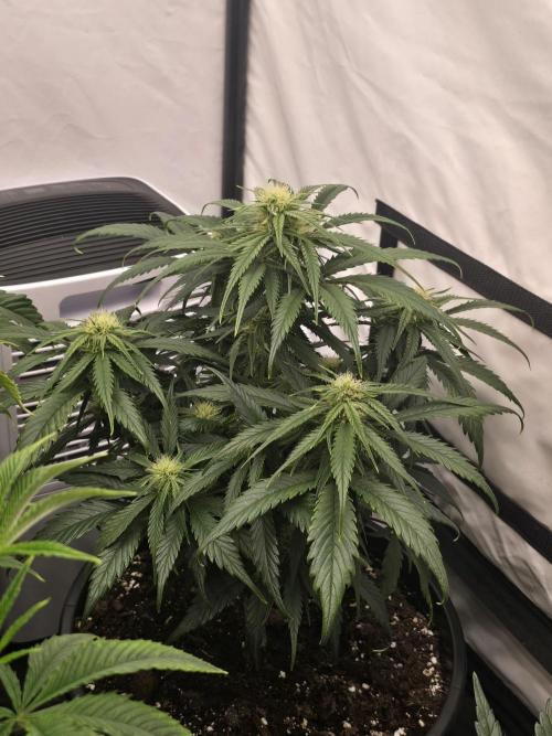 Auto Moon Rock. Week 5