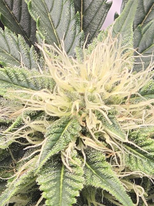 Auto Moon Rock. Week 5