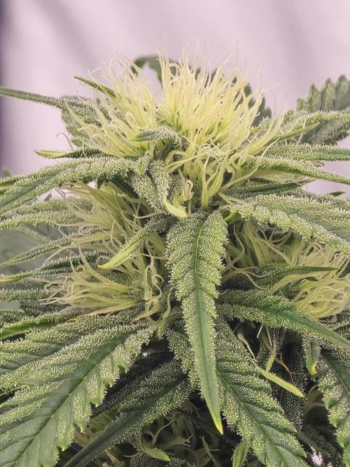 Auto Moon Rock. Week 5