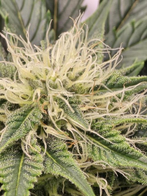 Auto Moon Rock. Week 5