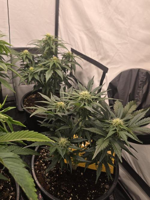 Auto Moon Rock. Week 5