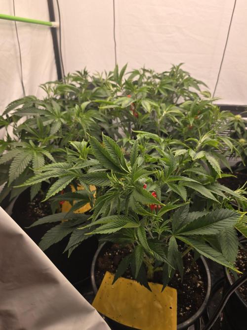 Auto Moon Rock. Week 6