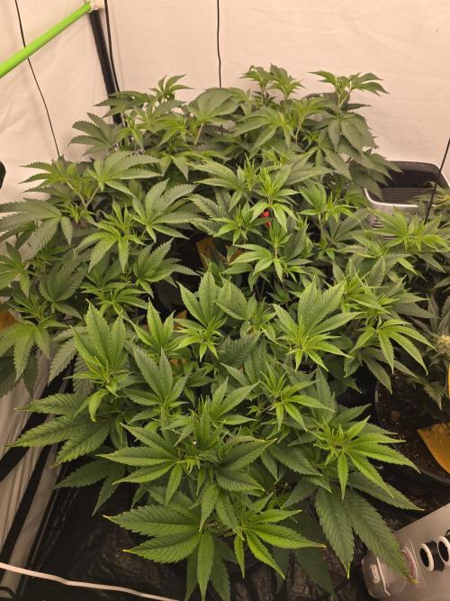 Auto Moon Rock. Week 6