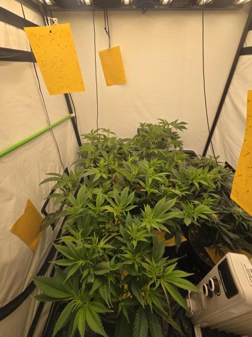 Auto Moon Rock. Week 6