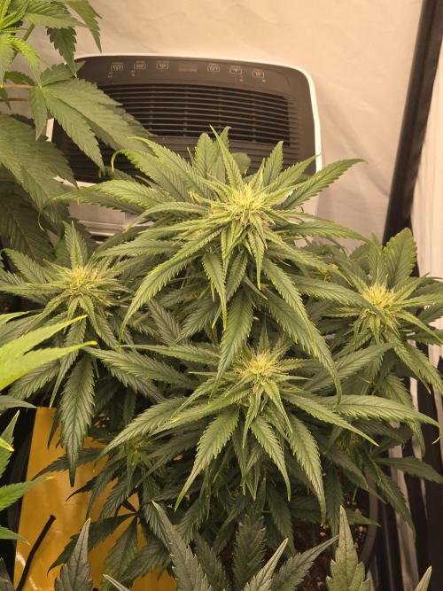 Auto Moon Rock. Week 6