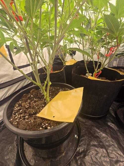 Auto Moon Rock. Week 6