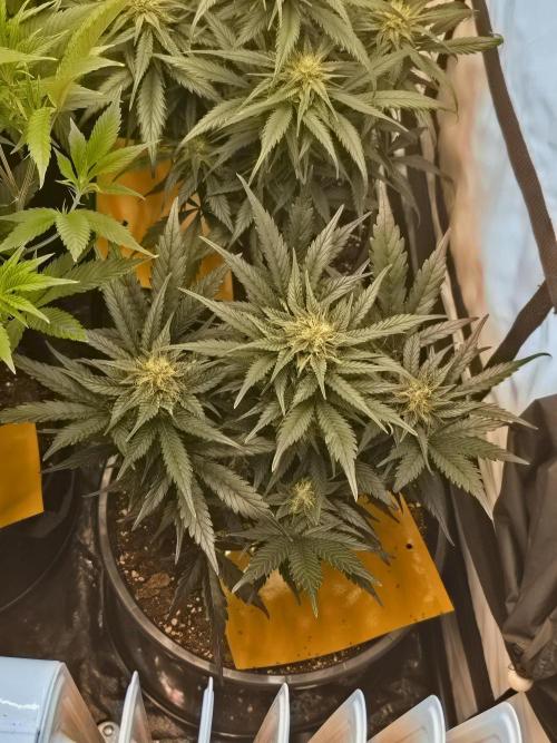 Auto Moon Rock. Week 6