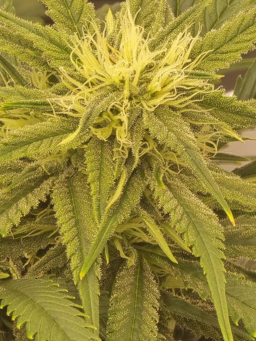 Auto Moon Rock. Week 6