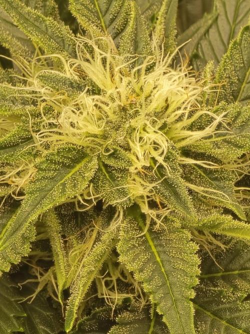 Auto Moon Rock. Week 6