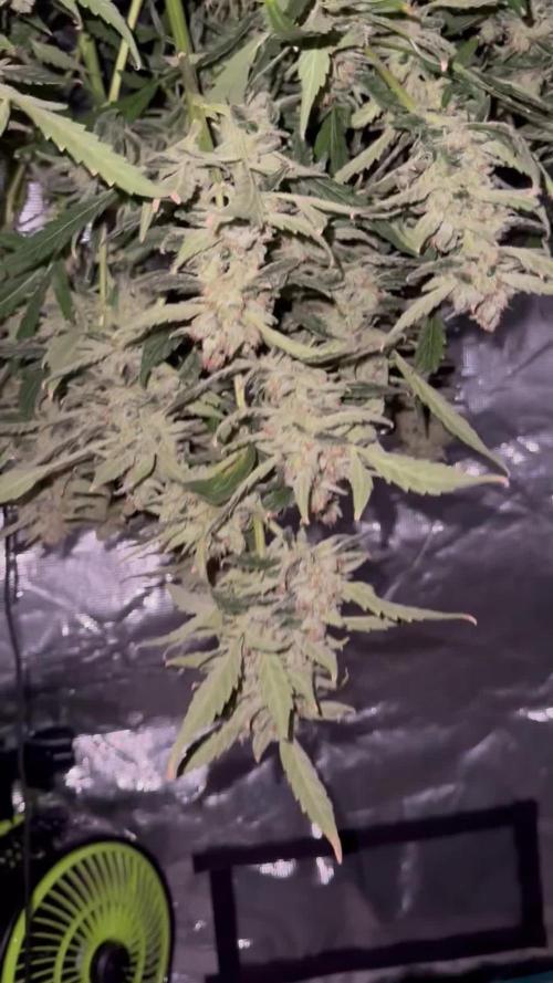 RUNTZ XL Auto DWC