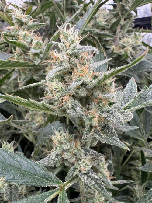 CREAM MANDARIN AUTO DWC !!!. Week 10