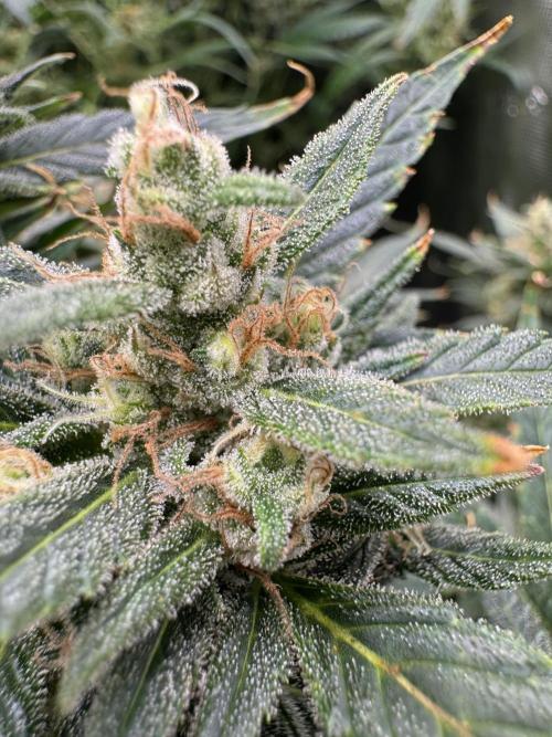 CREAM MANDARIN AUTO DWC !!!. Week 10