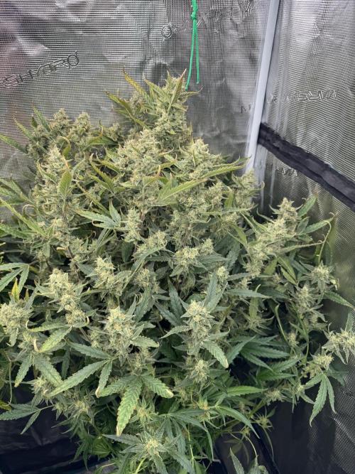 CREAM MANDARIN AUTO DWC !!!. Week 10