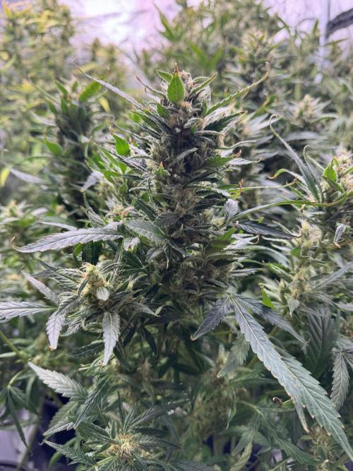 CREAM MANDARIN AUTO DWC !!!. Week 10