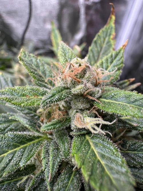 CREAM MANDARIN AUTO DWC !!!. Week 10