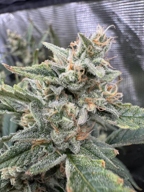 CREAM MANDARIN AUTO DWC !!!. Week 10